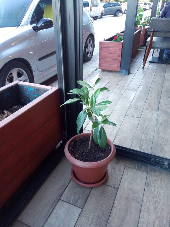 Derya Pastanesi & Cafe fotoğraf 2