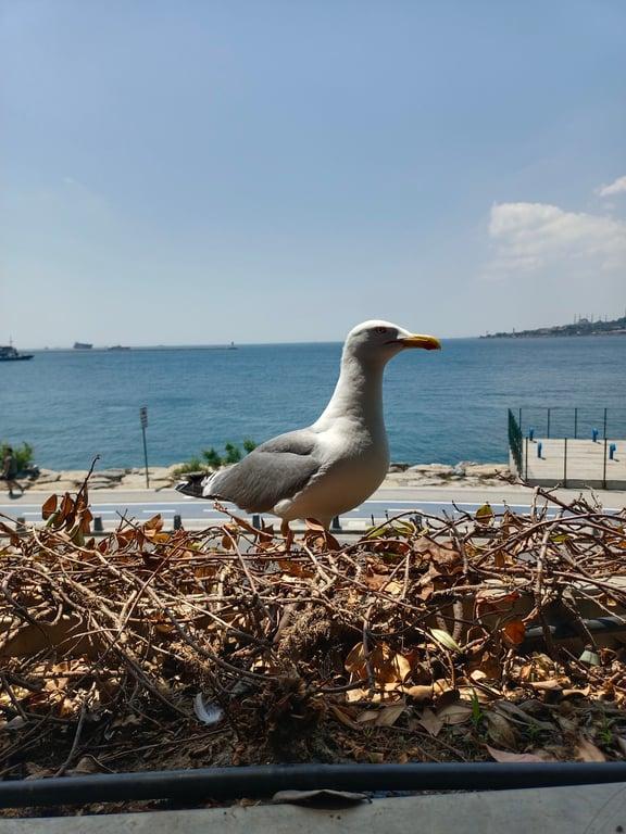 Salacak Restaurant fotoğraf 12