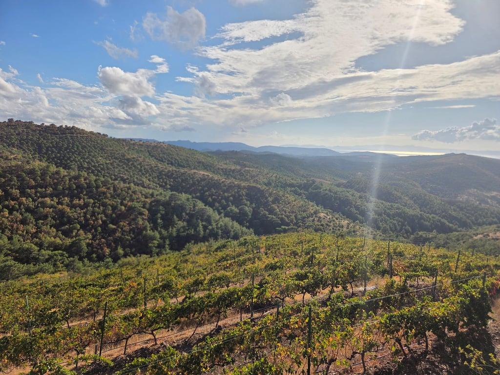 Ma adra vineyards fotoğraf 4